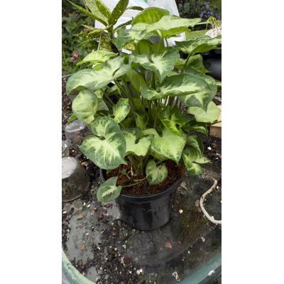 Arrowhead Plant