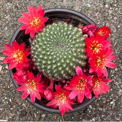 Red Flowering Cactus