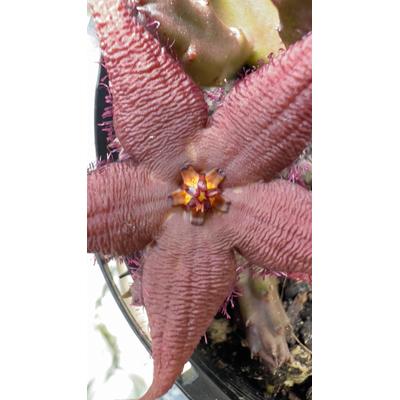 Starfish Cactus Flower